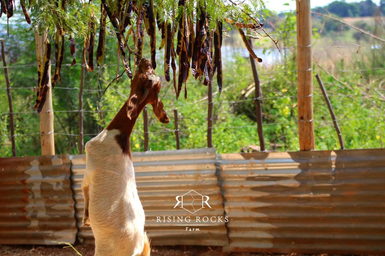 Relaxing Mountain Farmstay W Hikes, Boma, Pool Magaliesburg Eksteriør billede